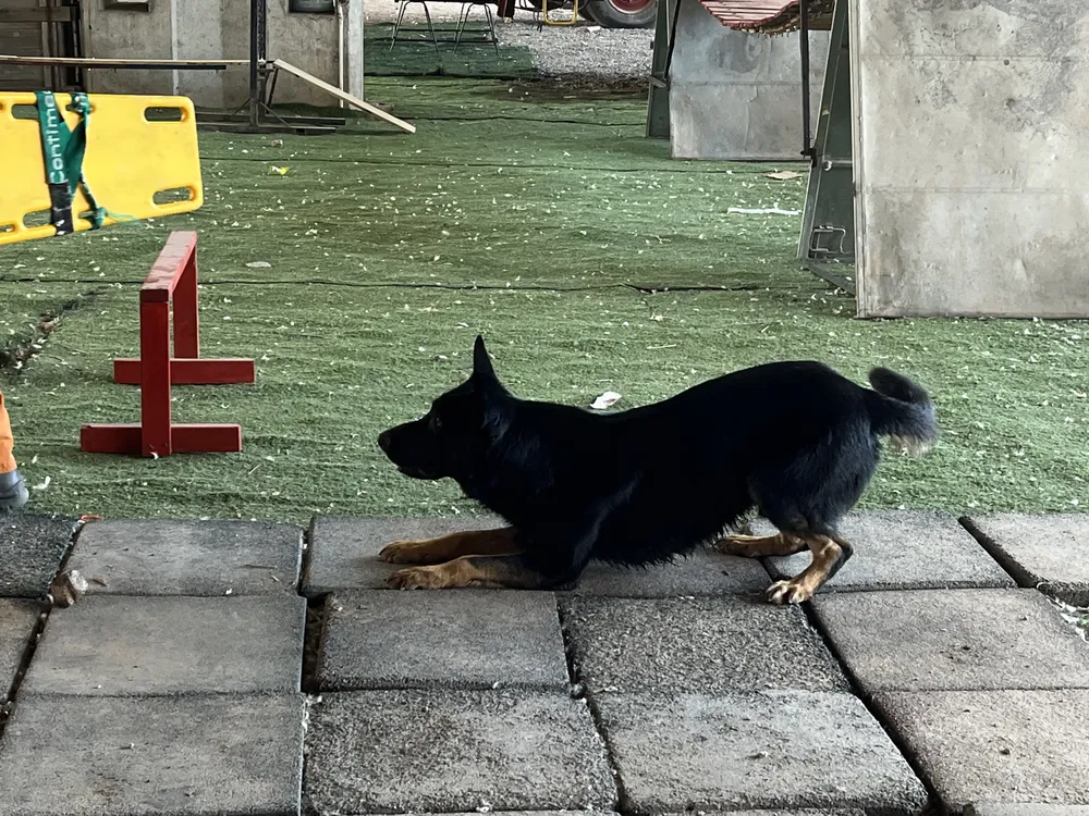 Perros rescatistas K9